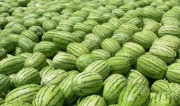 大美娱乐吃瓜,揭秘娱乐圈最新吃瓜事件